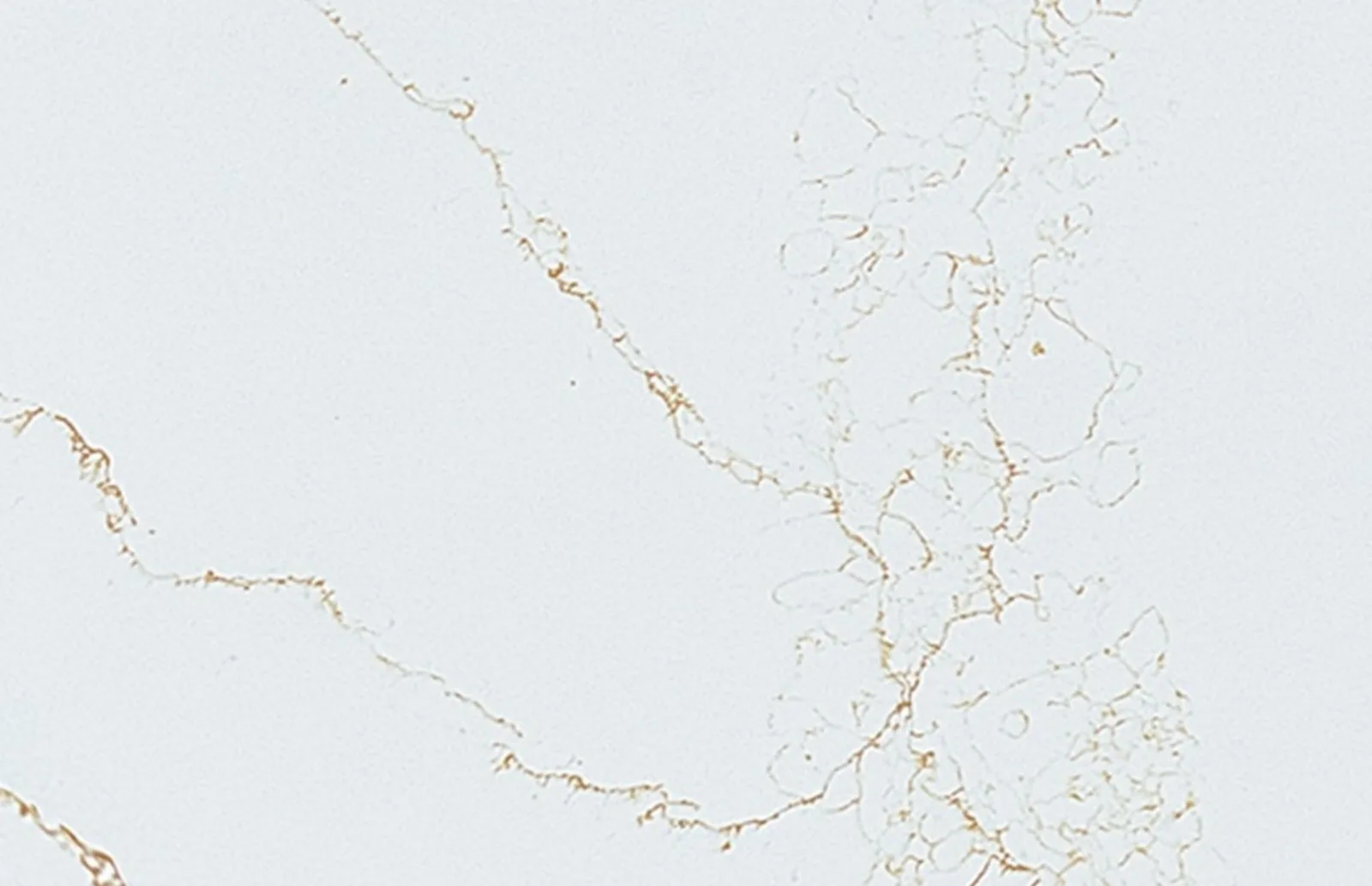 Emperor Gold